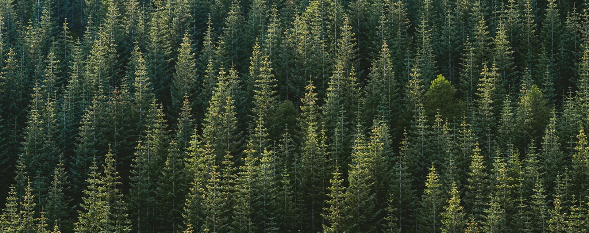 Dense green conifer forest seen from the air, the carbon sink a glass bottle is measured against